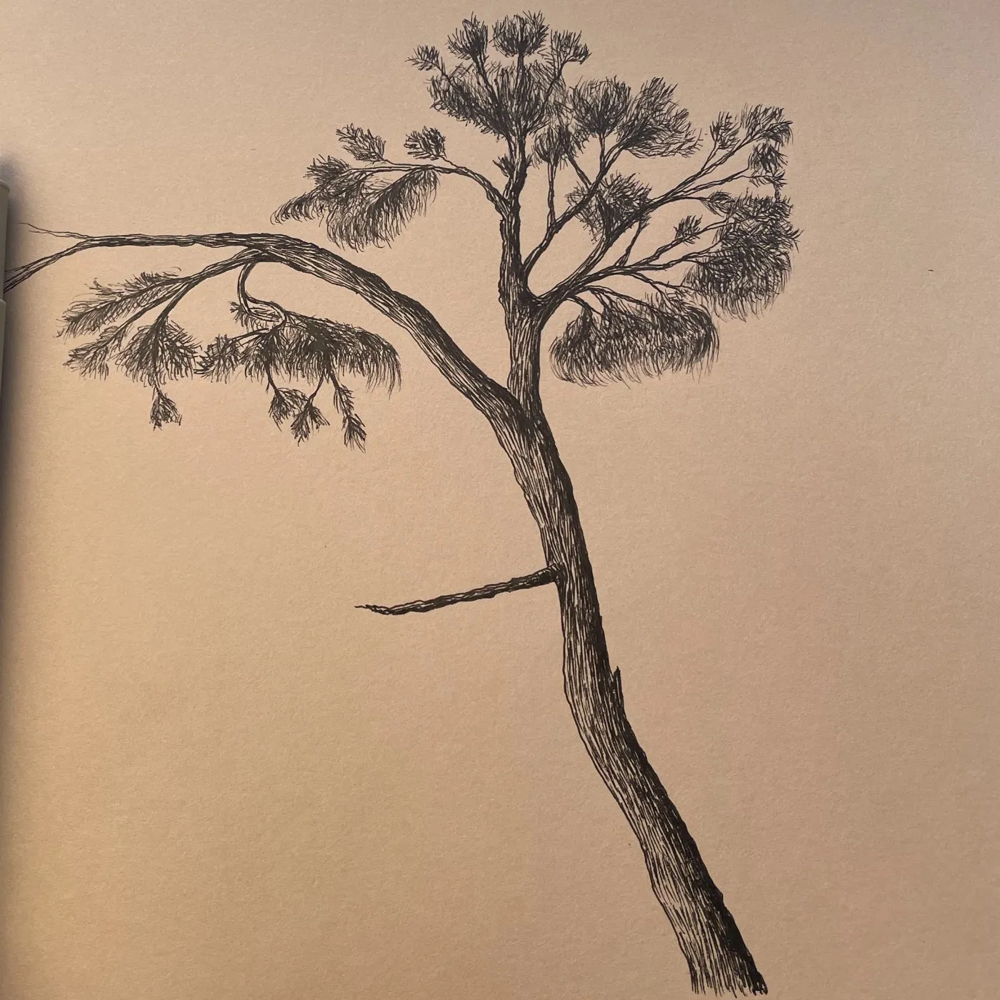 kraft-pine-01.jpg